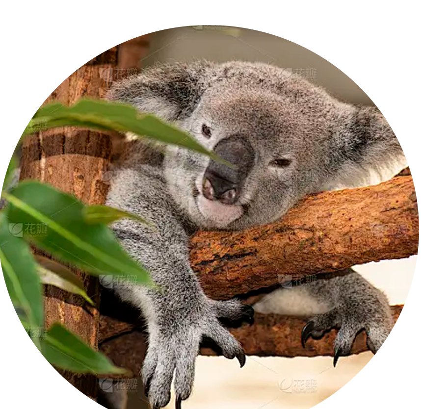 Sleeping koala reference